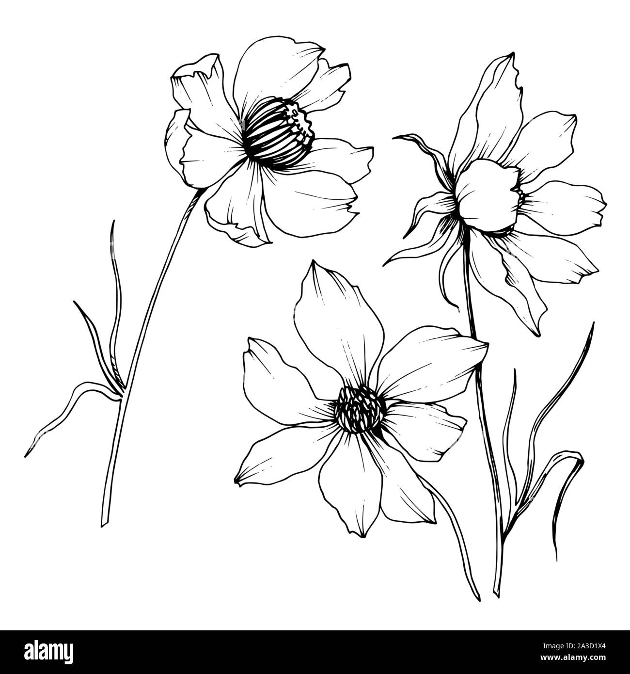 Vector Cosmos floral botanical flowers. Black and white engraved ink ...