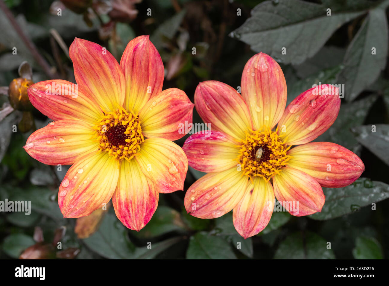 Dahlia flowers (Dahlia Happy Single Flame or HS Flame) at RHS Wisley Gardens in Surrey, UK, during October Stock Photo