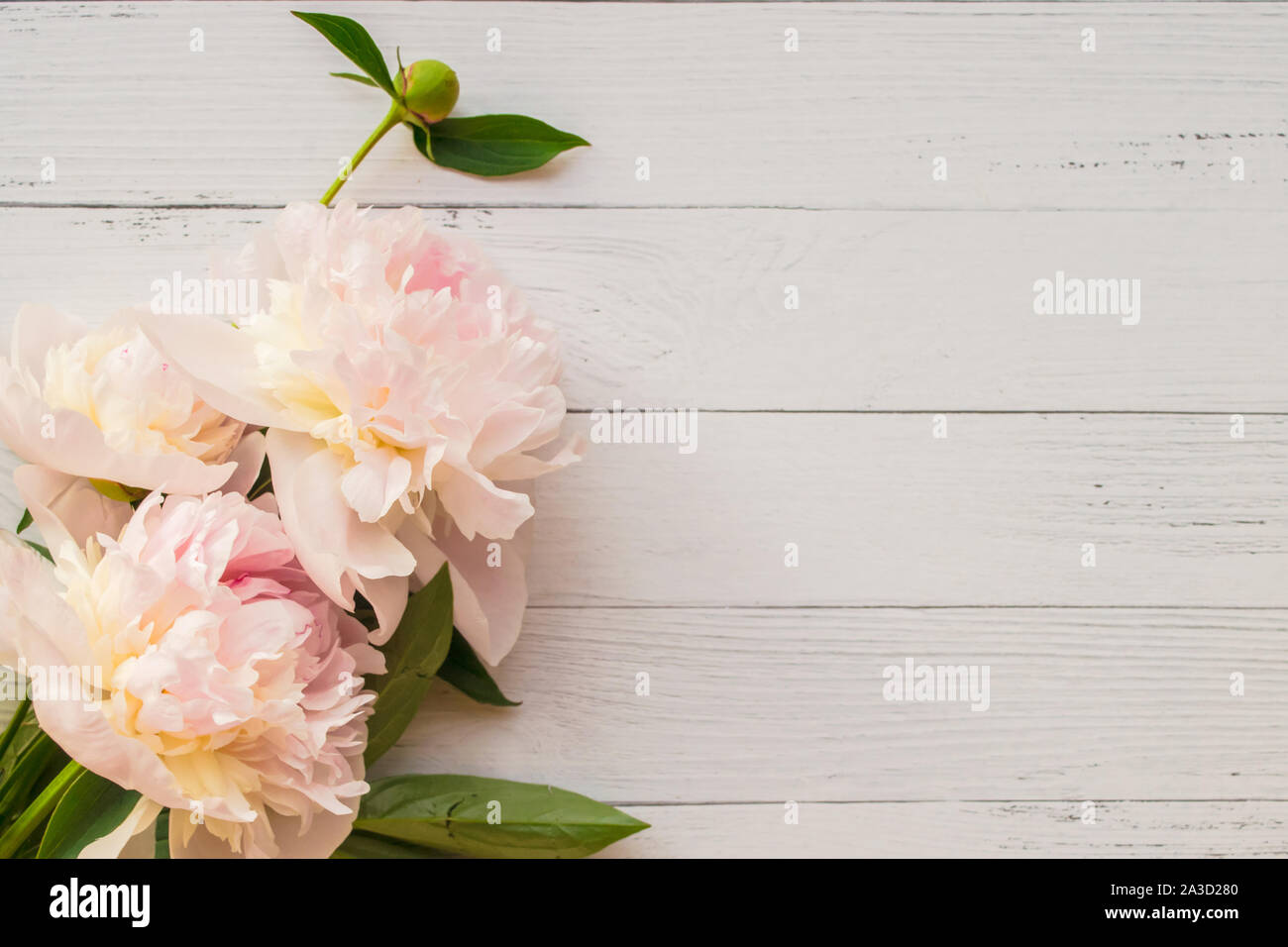 Romantic bouquet of peonies on light wooden background with copyspace Stock Photo