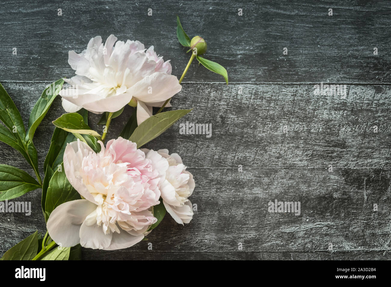 Gentle peonies on dark wooden background with copyspace Stock Photo