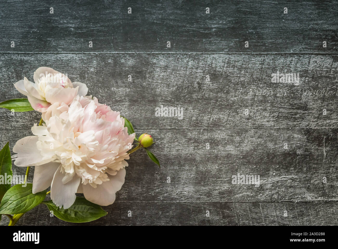 Gentle romantic peonies on dark wooden background with copyspace Stock Photo