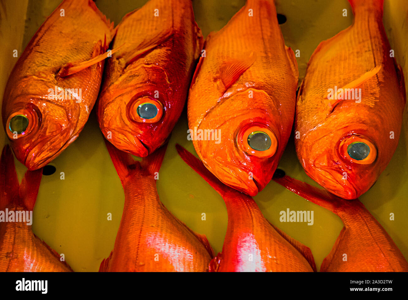 Kinmedai (golden eye snapper) on Fish Auction in Yaidu, Japan Stock Photo -  Alamy