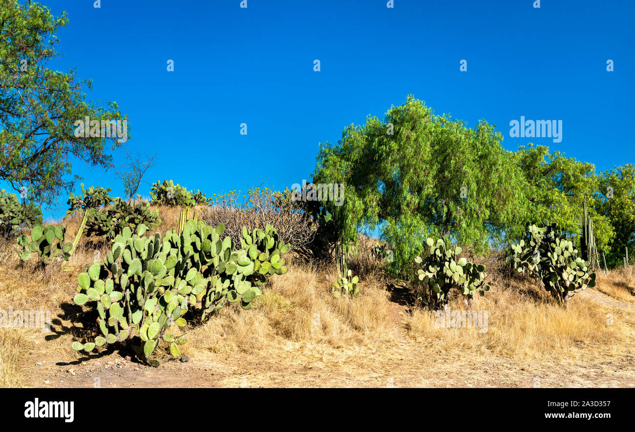 Cactuses at Teotihuacan in Mexico Stock Photo