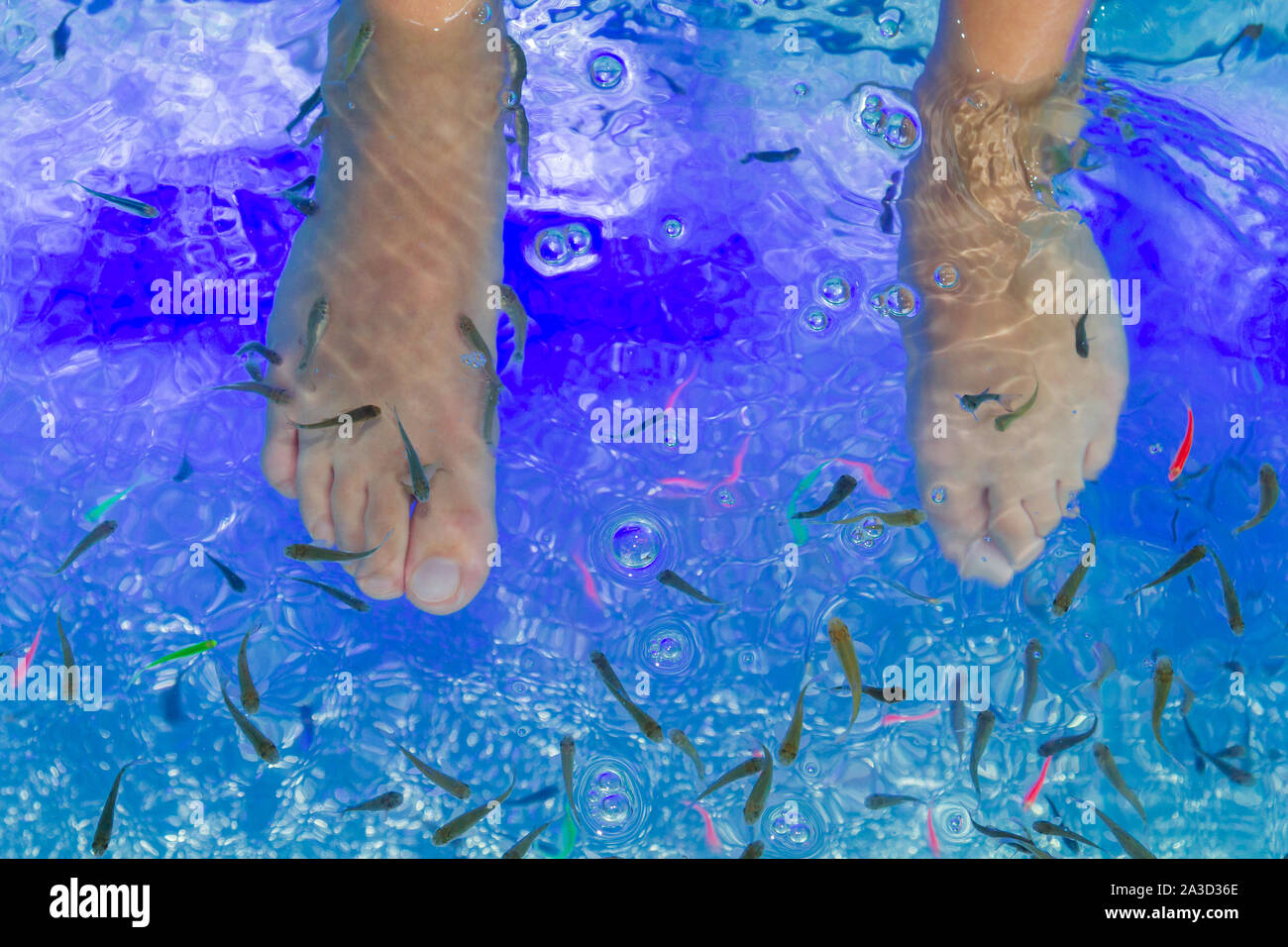 Fish Garra rufa in the aquarium treated feet Stock Photo - Alamy