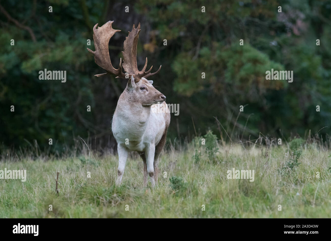 Fallow Deer buck Stock Photo - Alamy