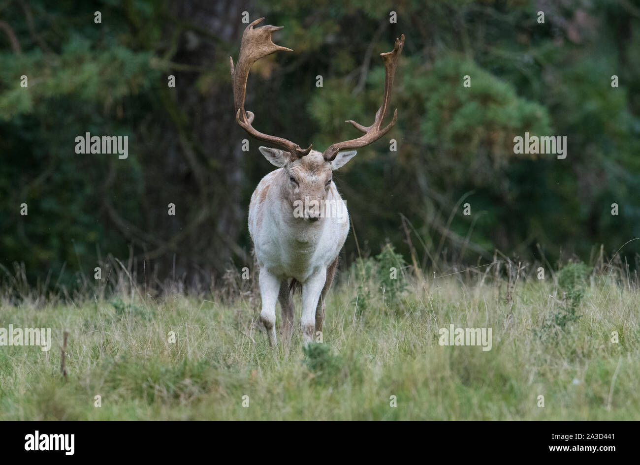 Fallow Deer buck Stock Photo - Alamy