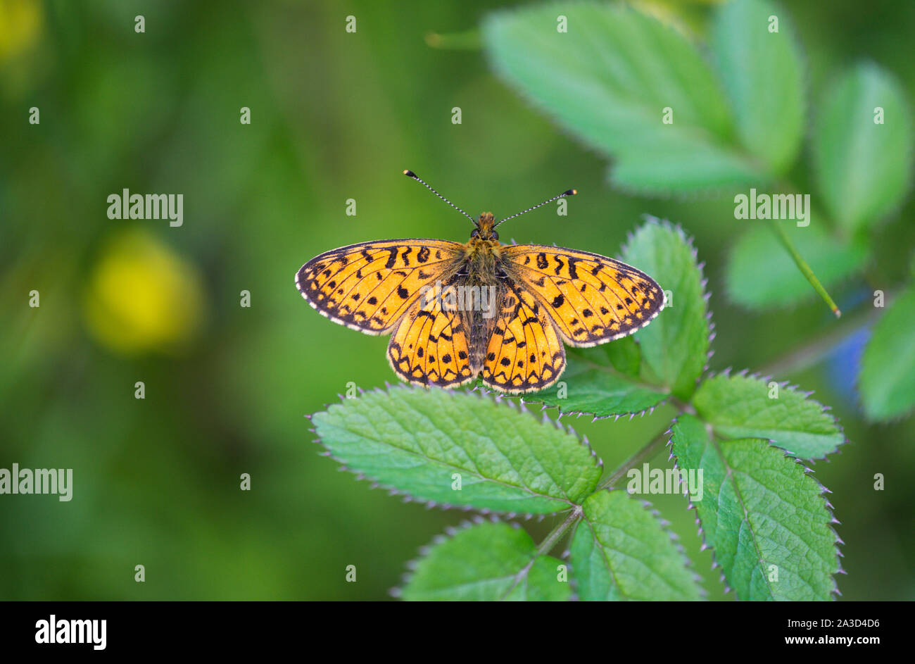 Small Pearl Bordered Fritillary, Mabie Forest, Dumfries and Galloway, Scotland Stock Photo