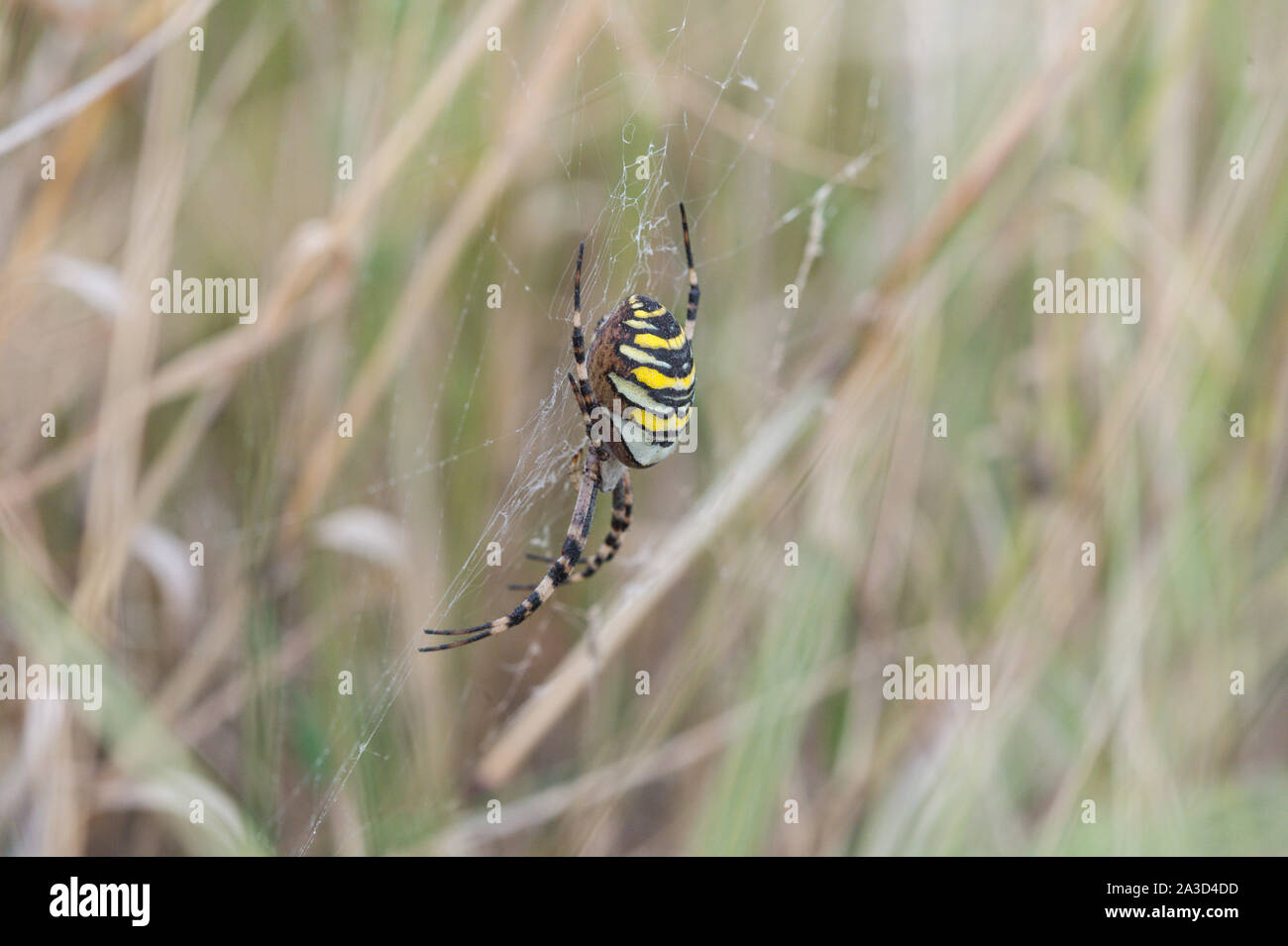 Wasp Spider, Titchwell Marsh, Norfolk Stock Photo