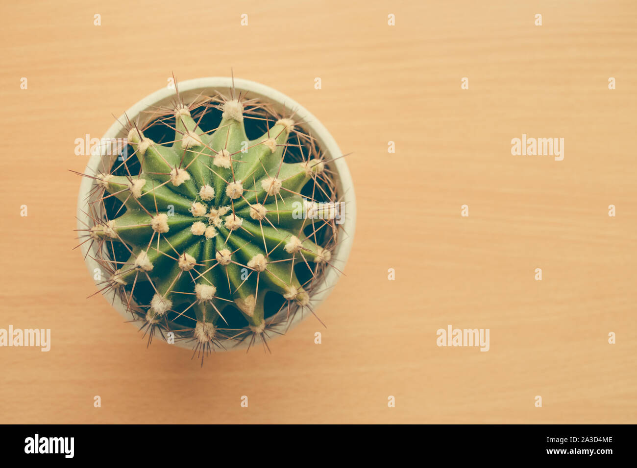 Small cactus on the table. Top view. Free space. Stock Photo