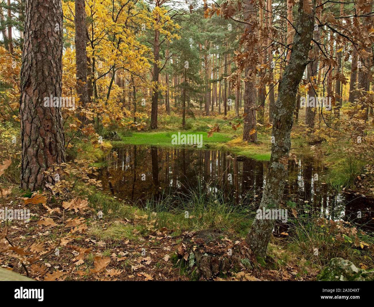 Small pond in middle forest hi-res stock photography and images - Alamy