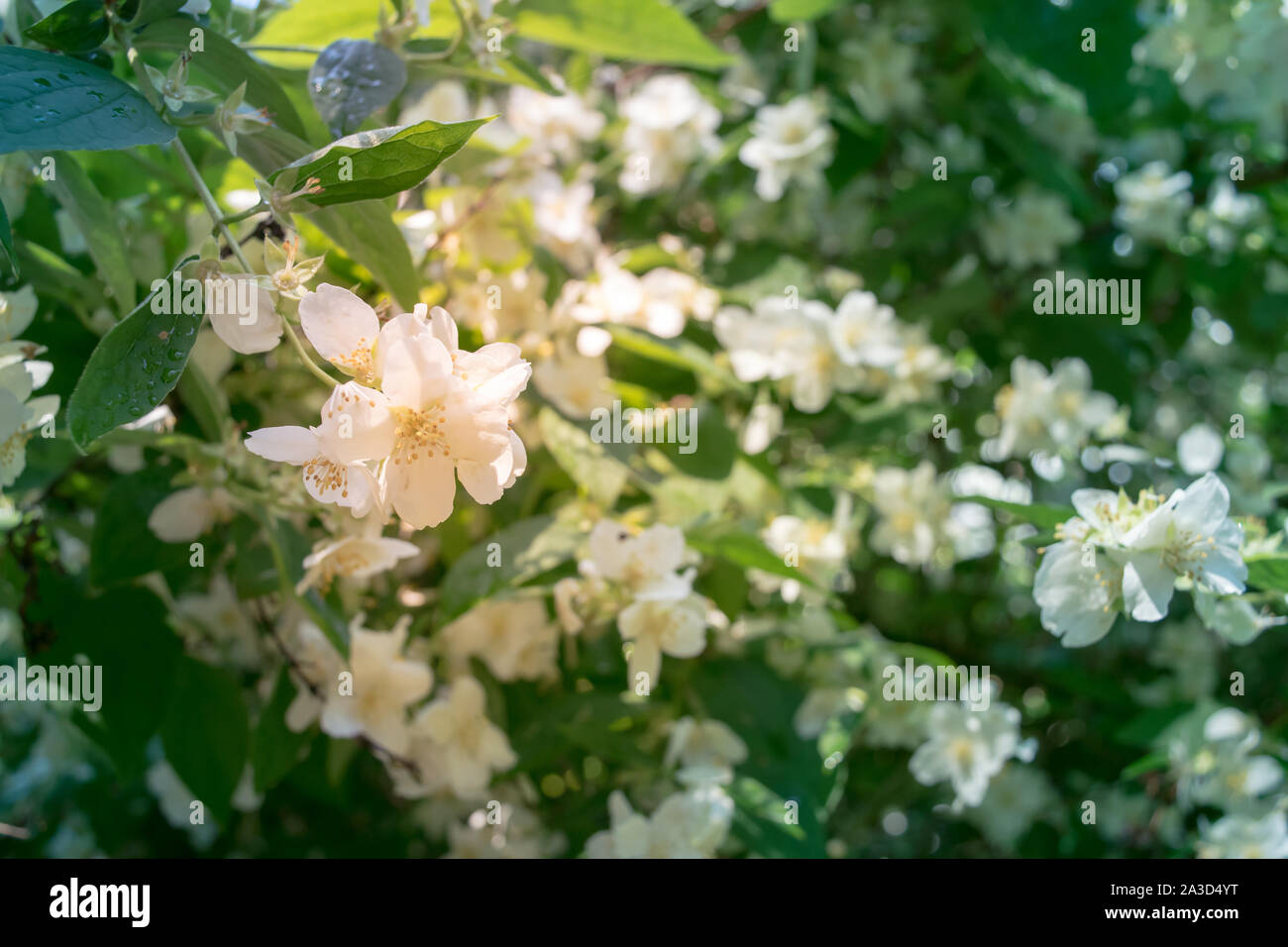 Jasmine tree hires stock photography and images Alamy