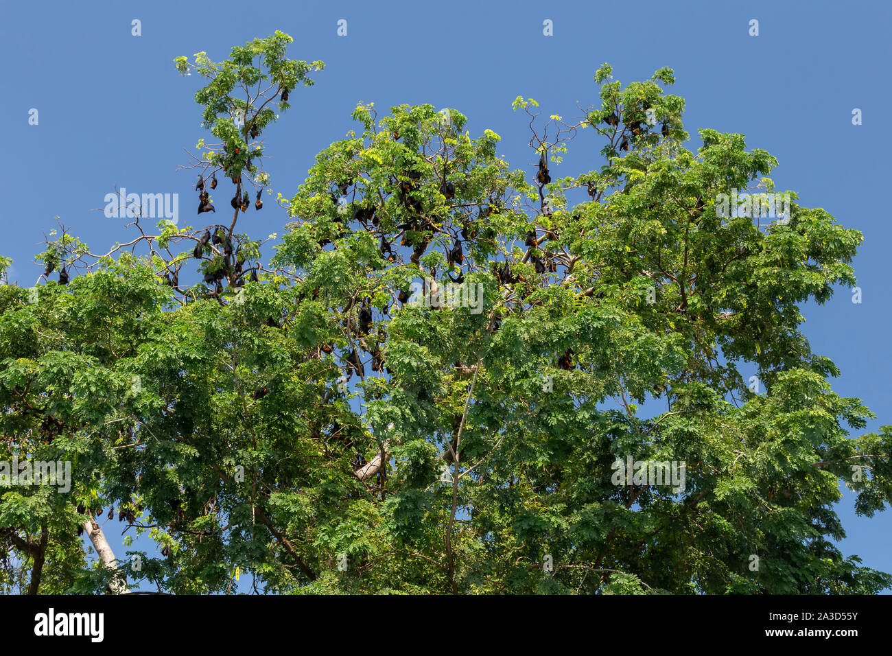 fruit bats hanging from trees in cambodia Stock Photo