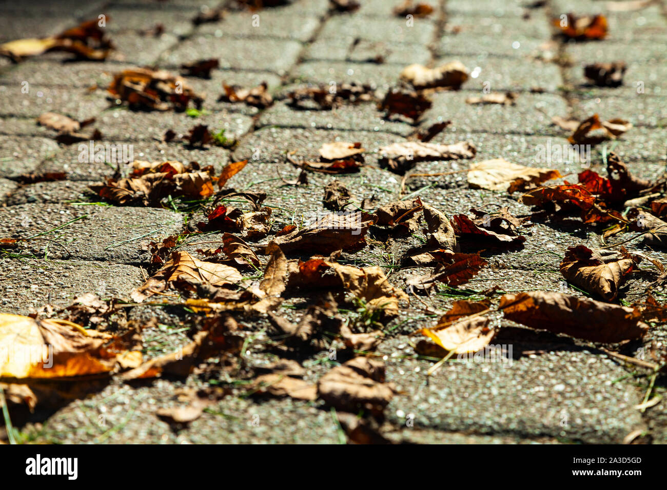 Path in the park with fallen autumn leaves Stock Photo - Alamy