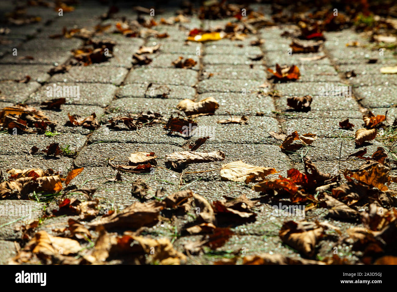Path in the park with fallen autumn leaves Stock Photo - Alamy