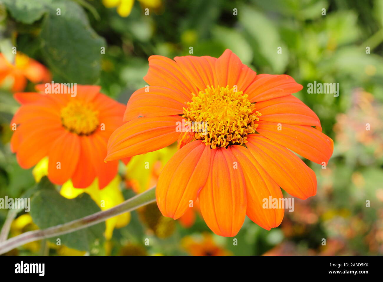 Tithonia rotundifolia 'Torch' flowering in a late summer garden - September. UK Stock Photo