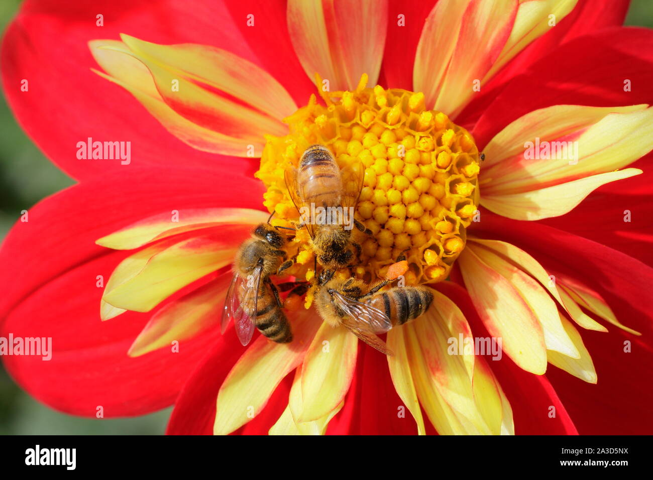 Apis mellifera on dahlia 'Ann Breckenfelder'. Three honey bees forage on a dahlia in late summer. UK Stock Photo