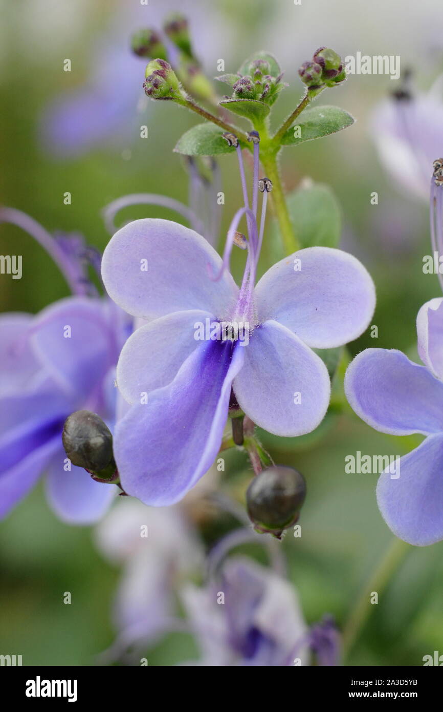 'Clerodendrum ugandense' displaying characteristic blue blossoms growing indoors in the UK. Also called Blue butterfly bush. Stock Photo