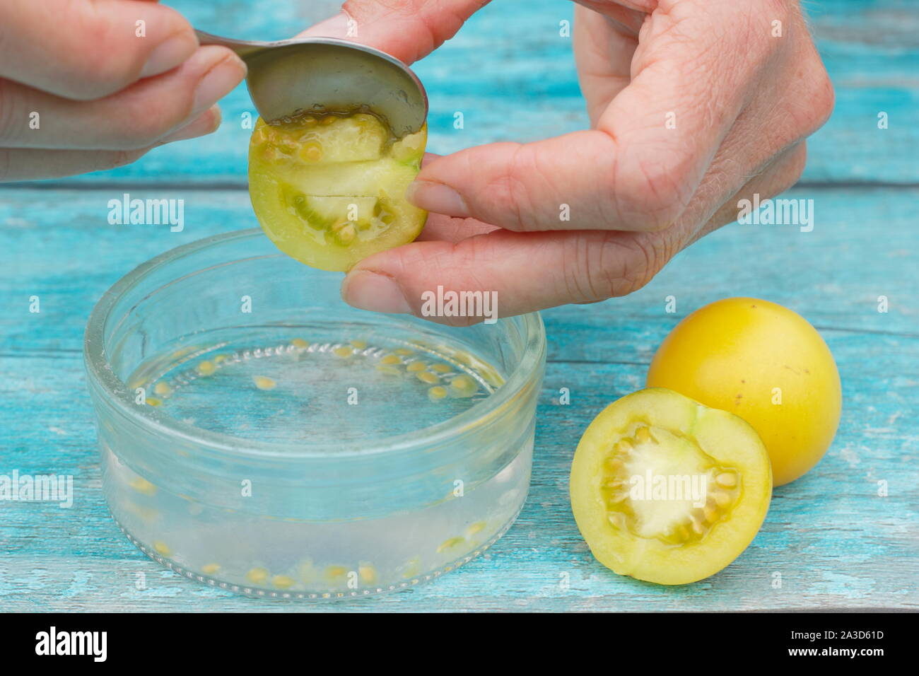Saving tomato seed.Golden sunrise tomato seeds are scooped into water to remove their coatings before sieving, drying and saving. Solanum lycopersicum Stock Photo