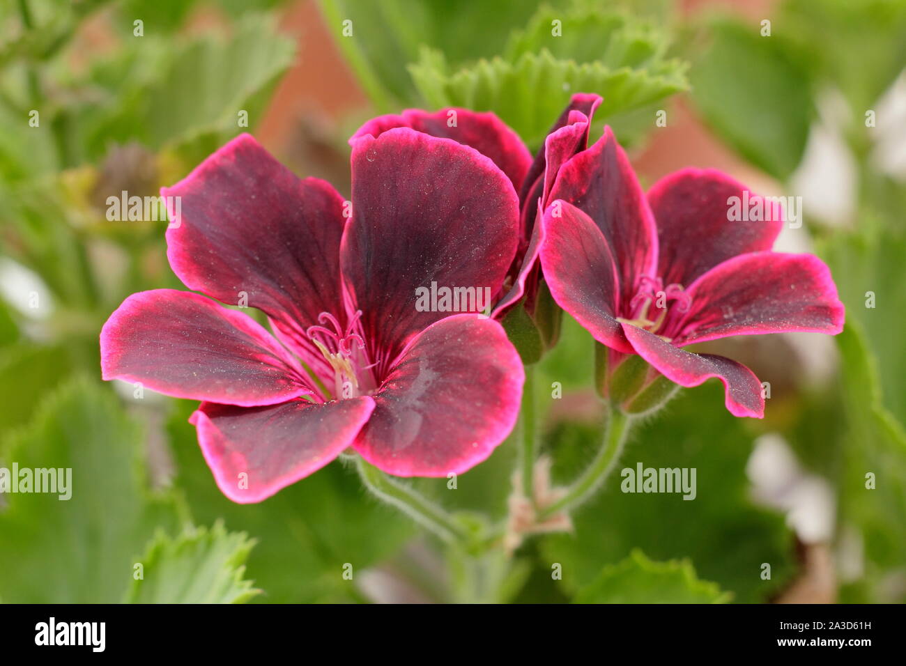 Pelargonium 'Lord Bute' displaying characteristic purple black blossoms in late summer - September. UK. AGM. Stock Photo