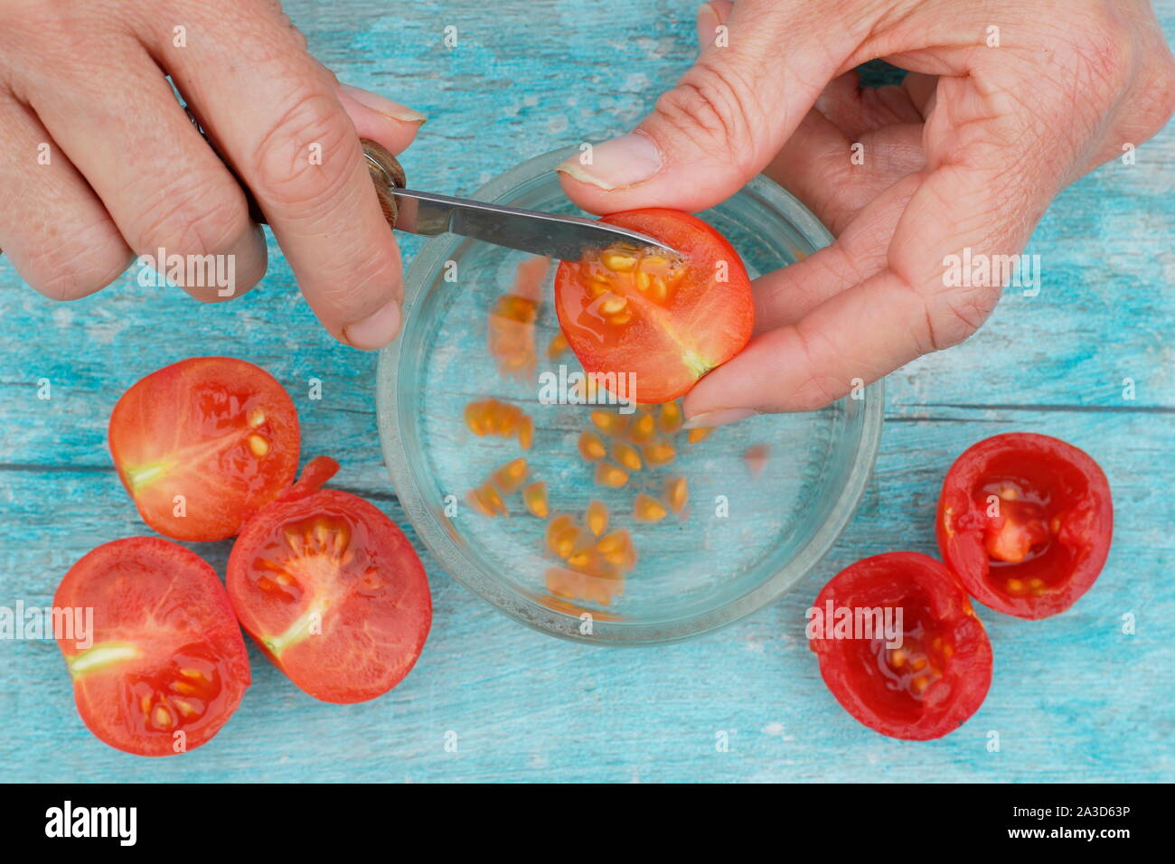 Saving tomato seed. Tomato seeds are scooped into water to remove their coatings before sieving, drying and saving the seeds.Solanum lycopersicum. Stock Photo