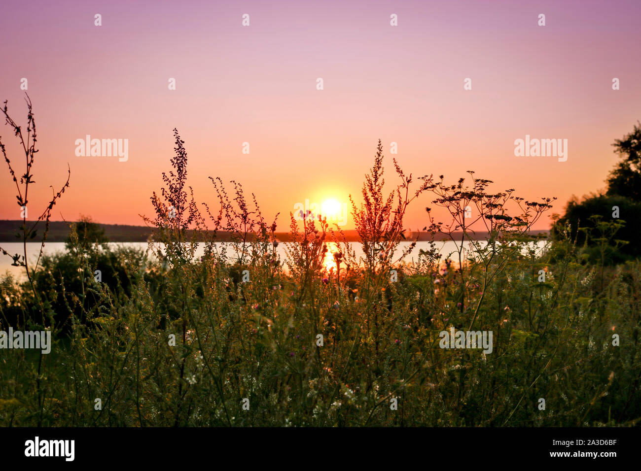 Colorful sunset over the lake. In the foreground, dry tall motley grass. Pink and purple pastel watercolor soft tones. Stock Photo