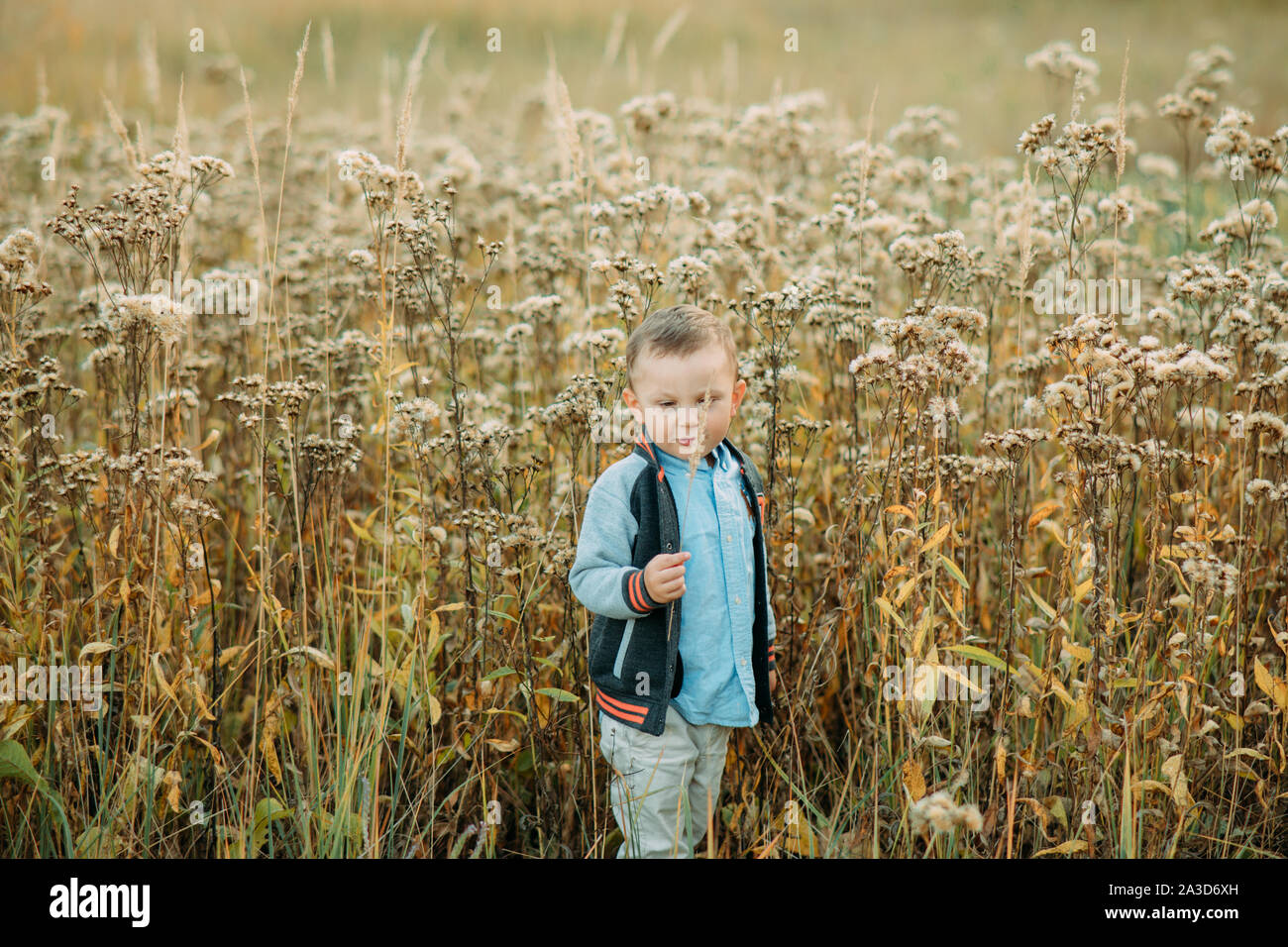 Child boy walks in a meadow among flowers and grass Stock Photo - Alamy