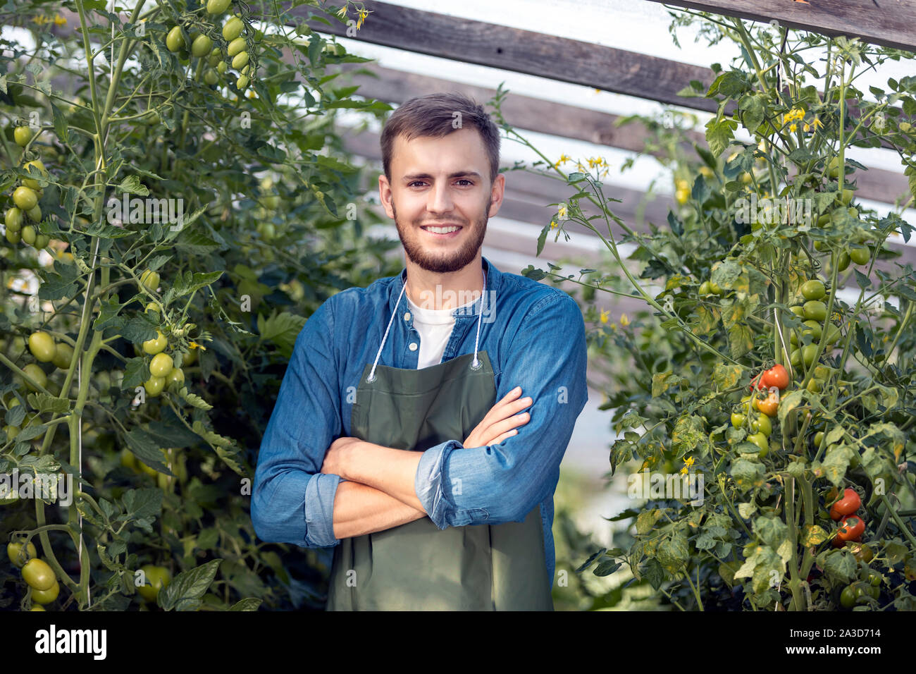 Contented male farmer posing in his new greenhouse on the background of his first tomato yield Stock Photo