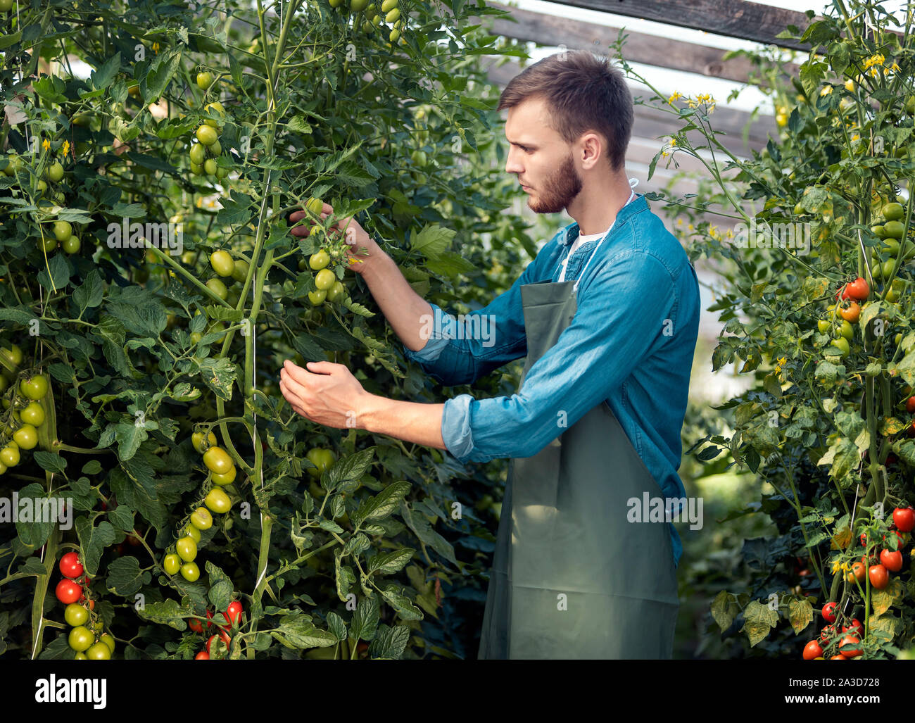 Young male agricultural employee looking after tomatoes in a hothouse Stock Photo