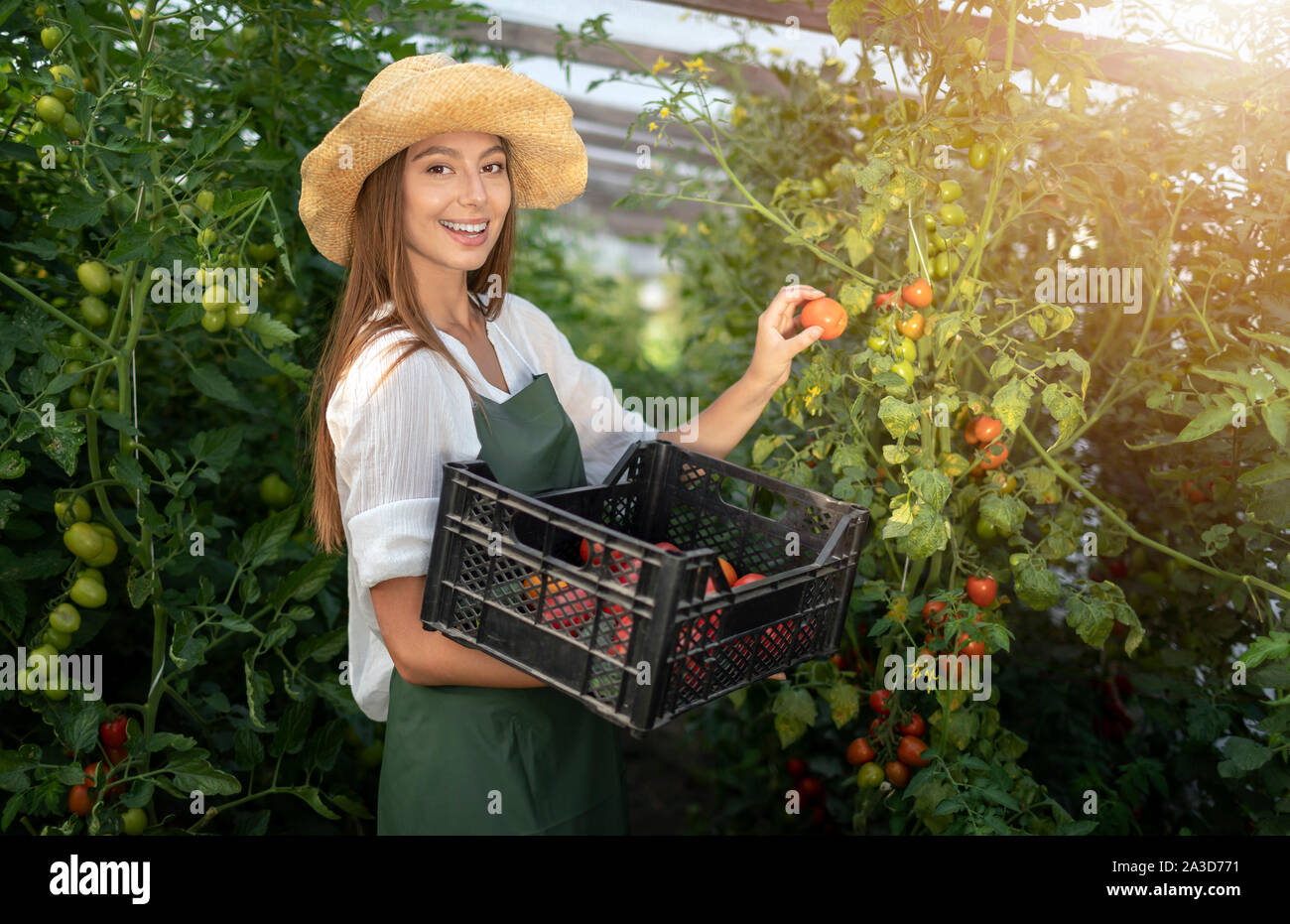 Portrait of smiling villager girl harvesting tomatoes in a hothouse Stock Photo
