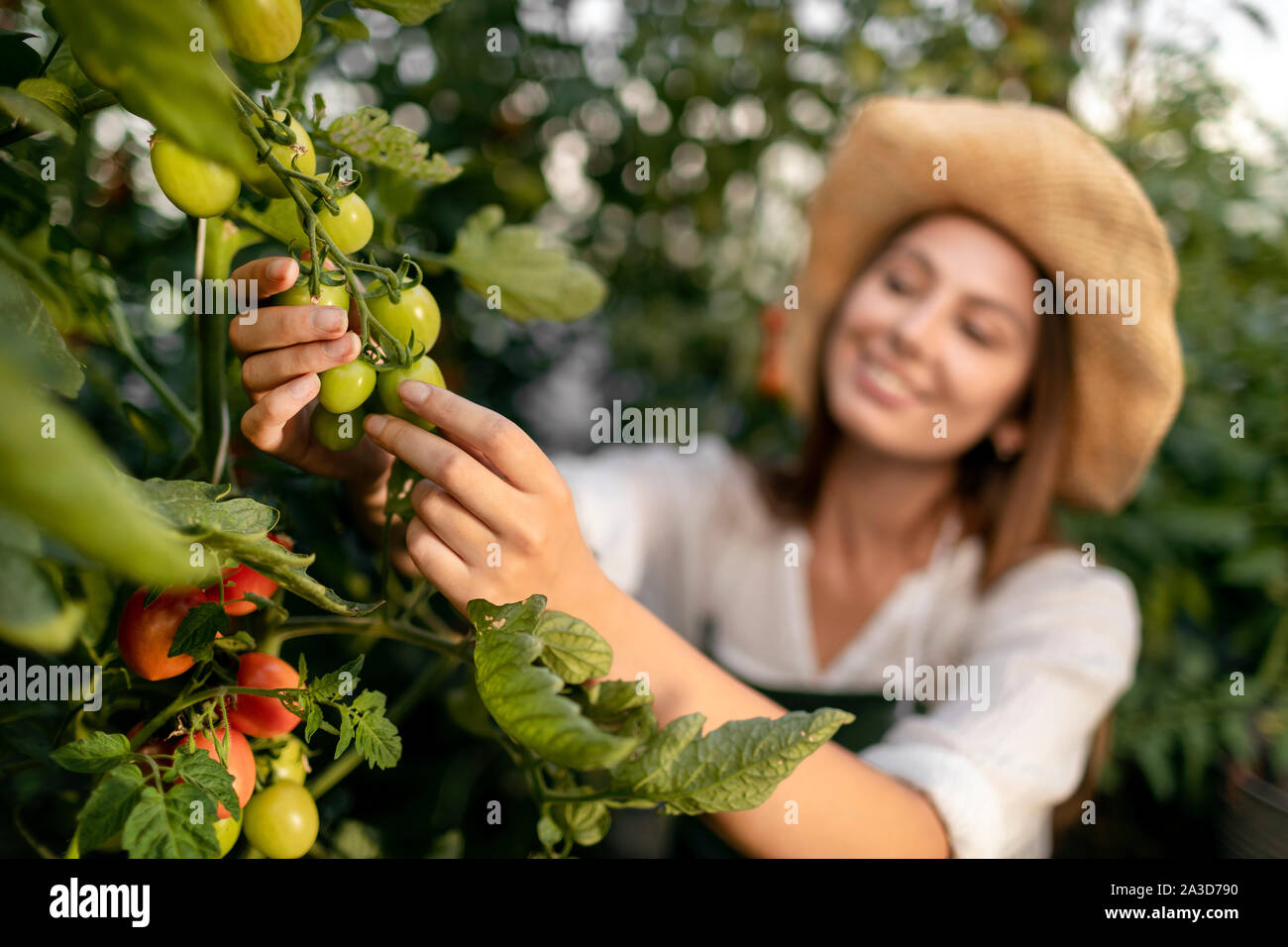 Closeup of young woman with blurred face inspecting tomato plantings Stock Photo