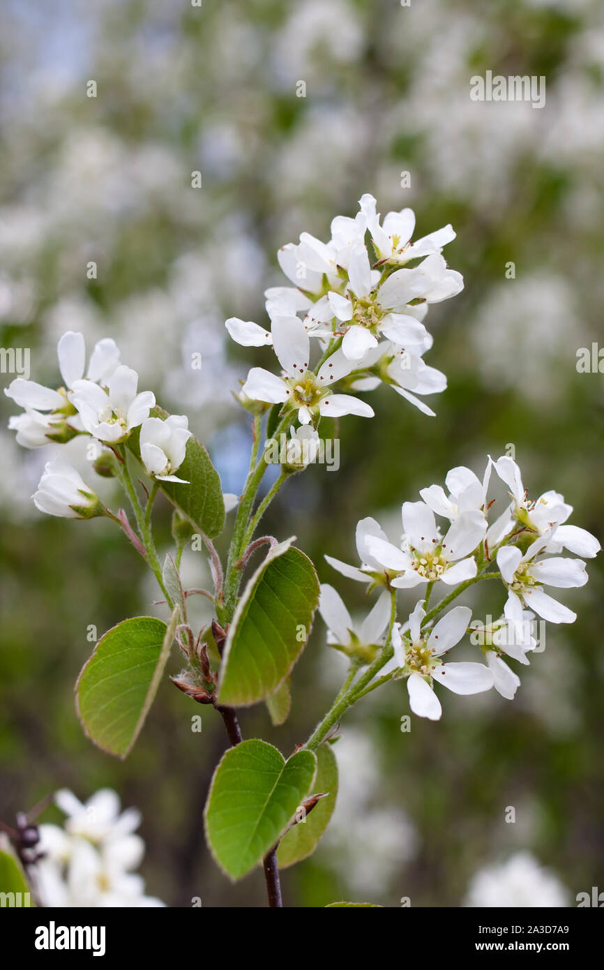 Flowers of serviceberry in the garden Stock Photo