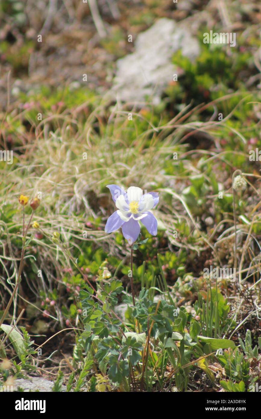 Purple Colorado Columbine Flower at Mountain Summit Stock Photo
