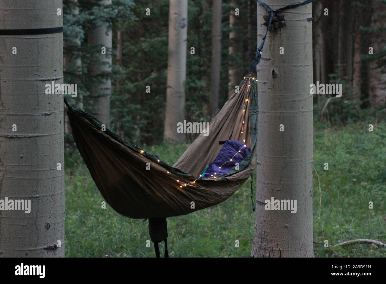 Cozy Hammock Hanging Between Two Aspen Trees Stock Photo