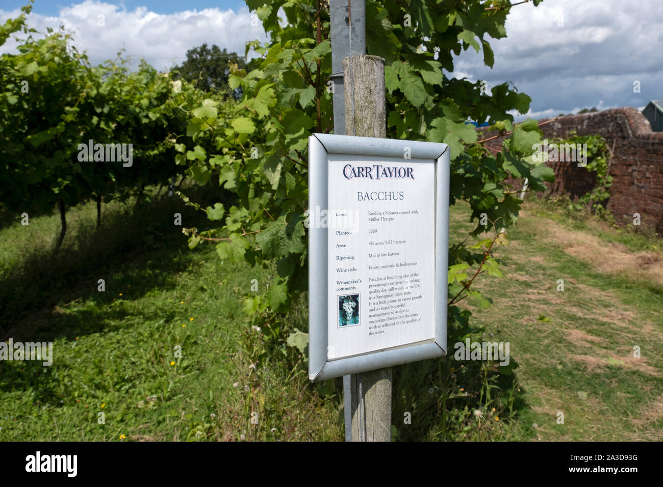 Grape vineyard uk sussex hires stock photography and images Alamy
