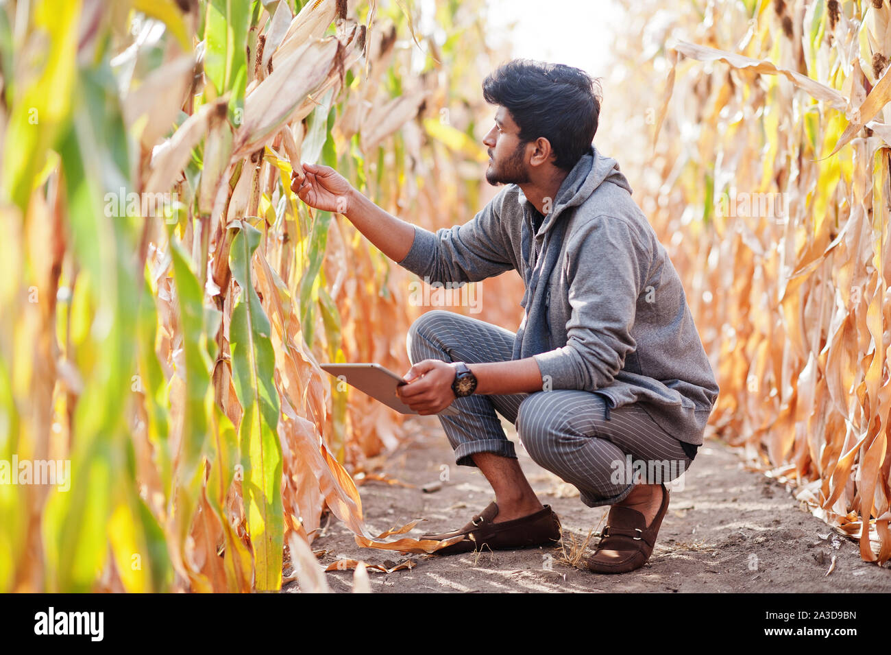 South asian agronomist farmer inspecting corn field farm. Agriculture ...