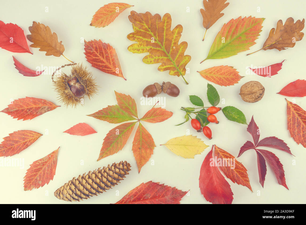 colorful autumn leaves and yields pattern isolated on white background. flat lay, overhead view soft. Stock Photo