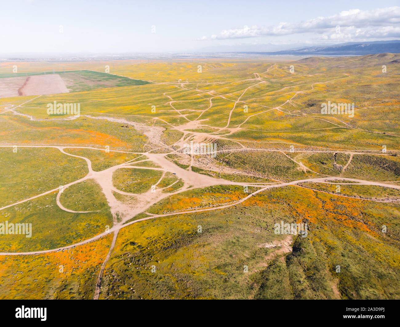 Drone view of bright orange California Pobby (Eschscholzia) in the Antelope Valley, California, USA Stock Photo