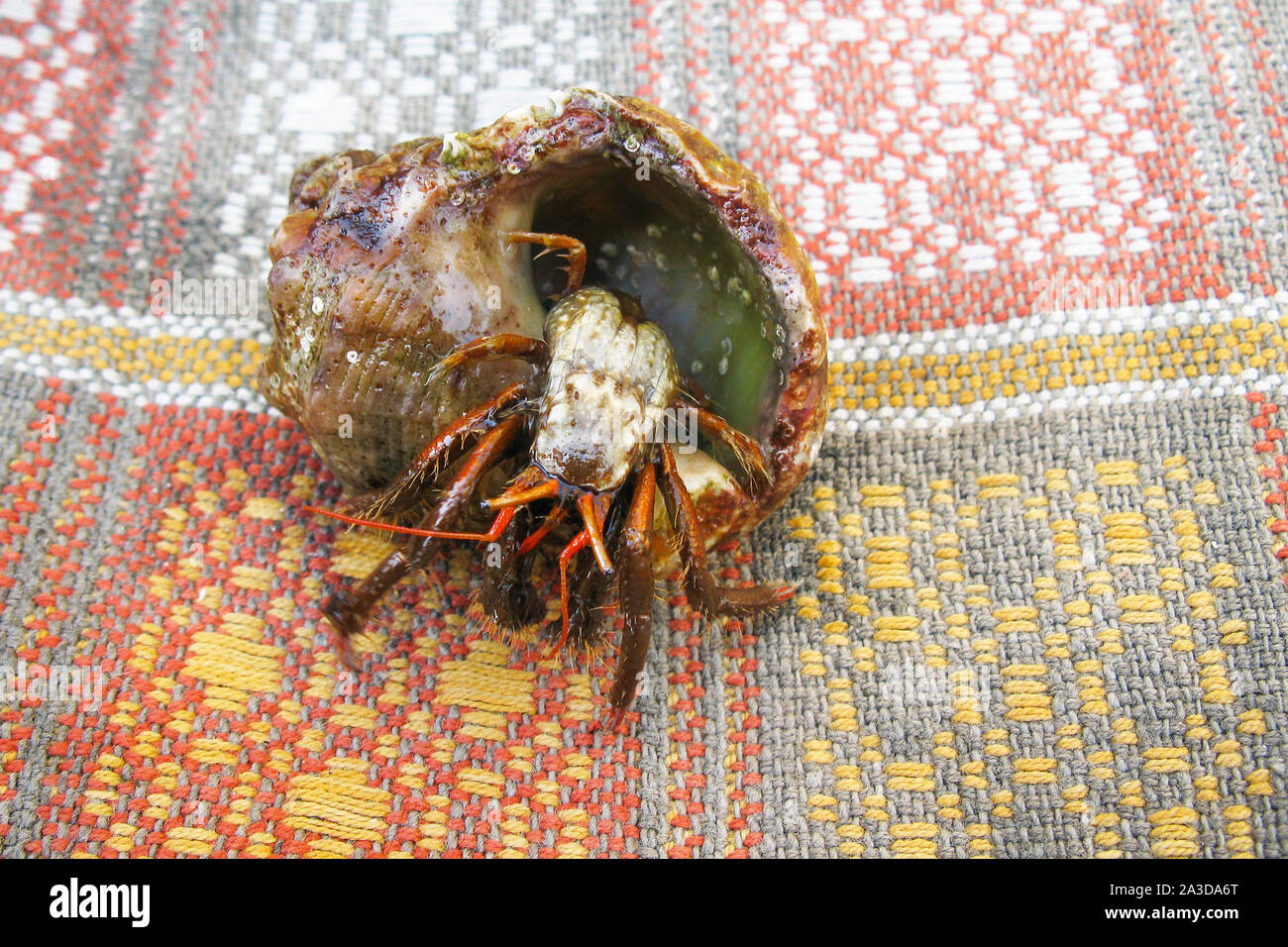 Caught Hermit Crab on the Carpet. Small cute crayfish in a shell. Stock Photo