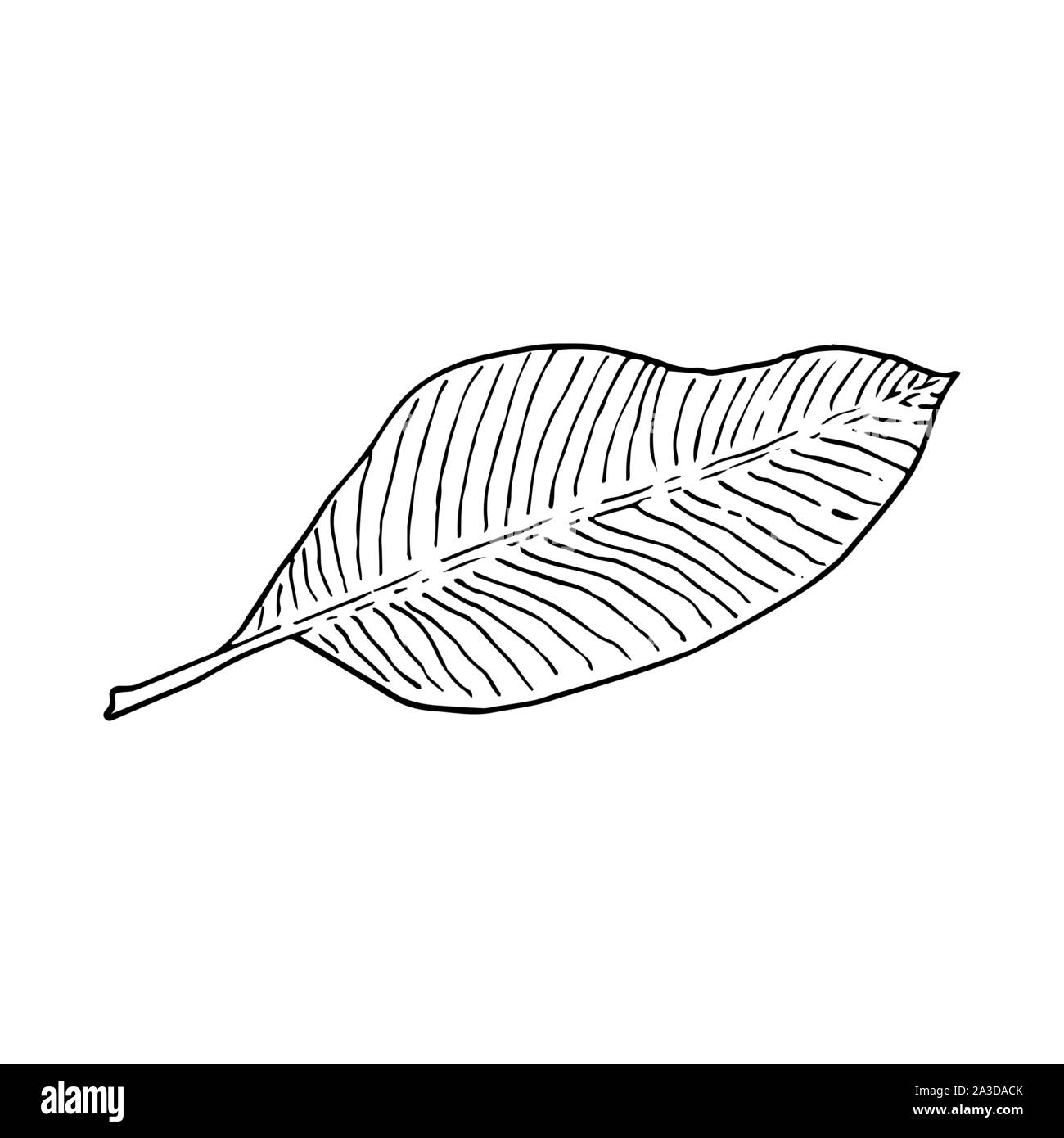 Banana tree leaf. Line art doodle sketch. Black outline on white background. Picture can be used in greeting cards, posters, flyers, banners, logo, botanical design etc. Vector illustration. EPS10 Stock Vector