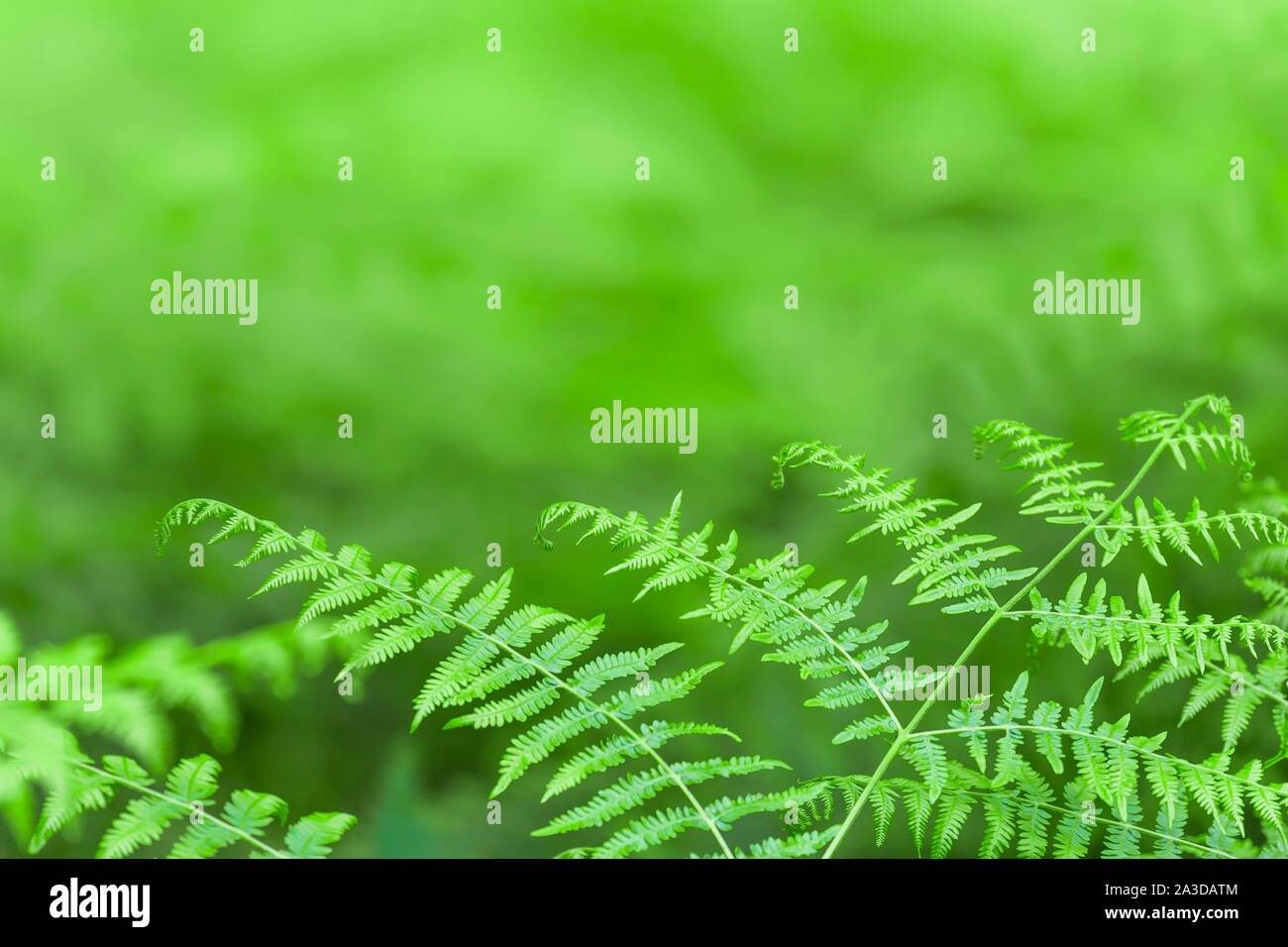 Bracken fern background, green fern leaf texture Stock Photo