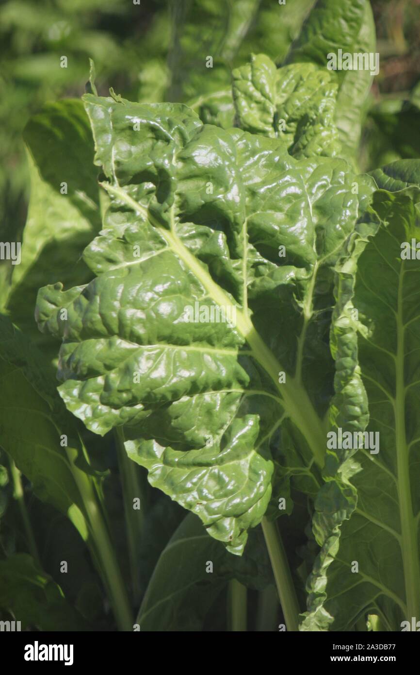 Fresh swiss chard, beta vulgaris, silver beet, perpetual spinach, beet