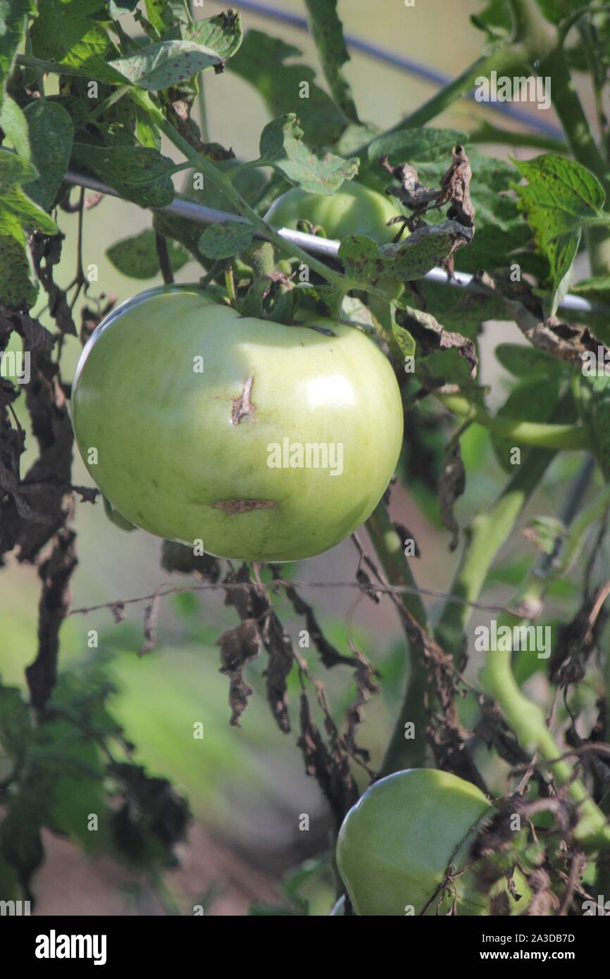 Green tomato ripening on the vine Stock Photo - Alamy