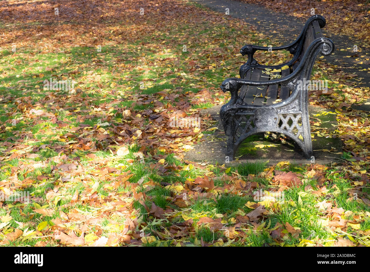 An empty park bench in a park covered with autumn leaves  changing colours to brown and yellow. Stock Photo