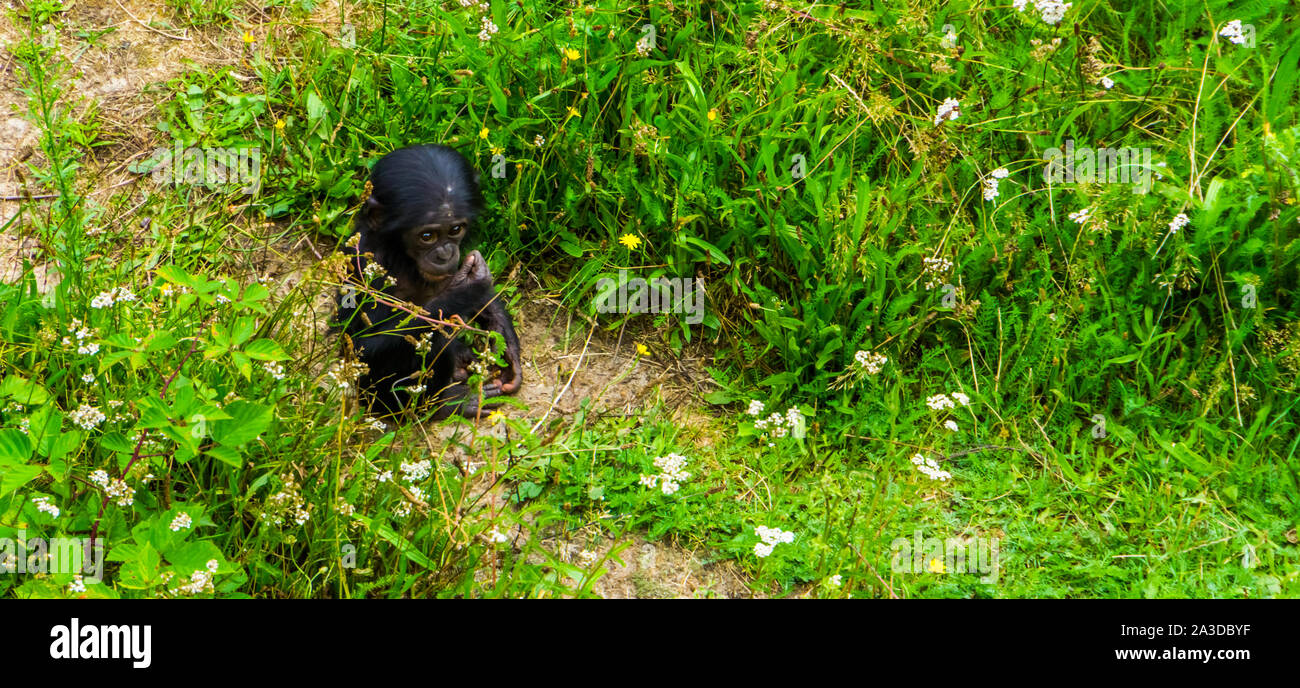 Adorable bonobo infant sitting in the grass, human ape baby, Endangered primate specie from Africa Stock Photo