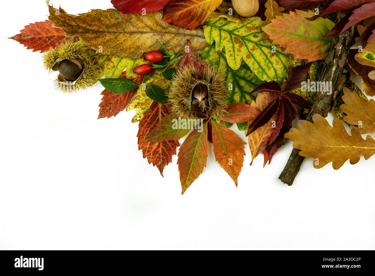 colorful autumn leaves and yields corner border isolated on white background. flat lay, overhead view . Stock Photo