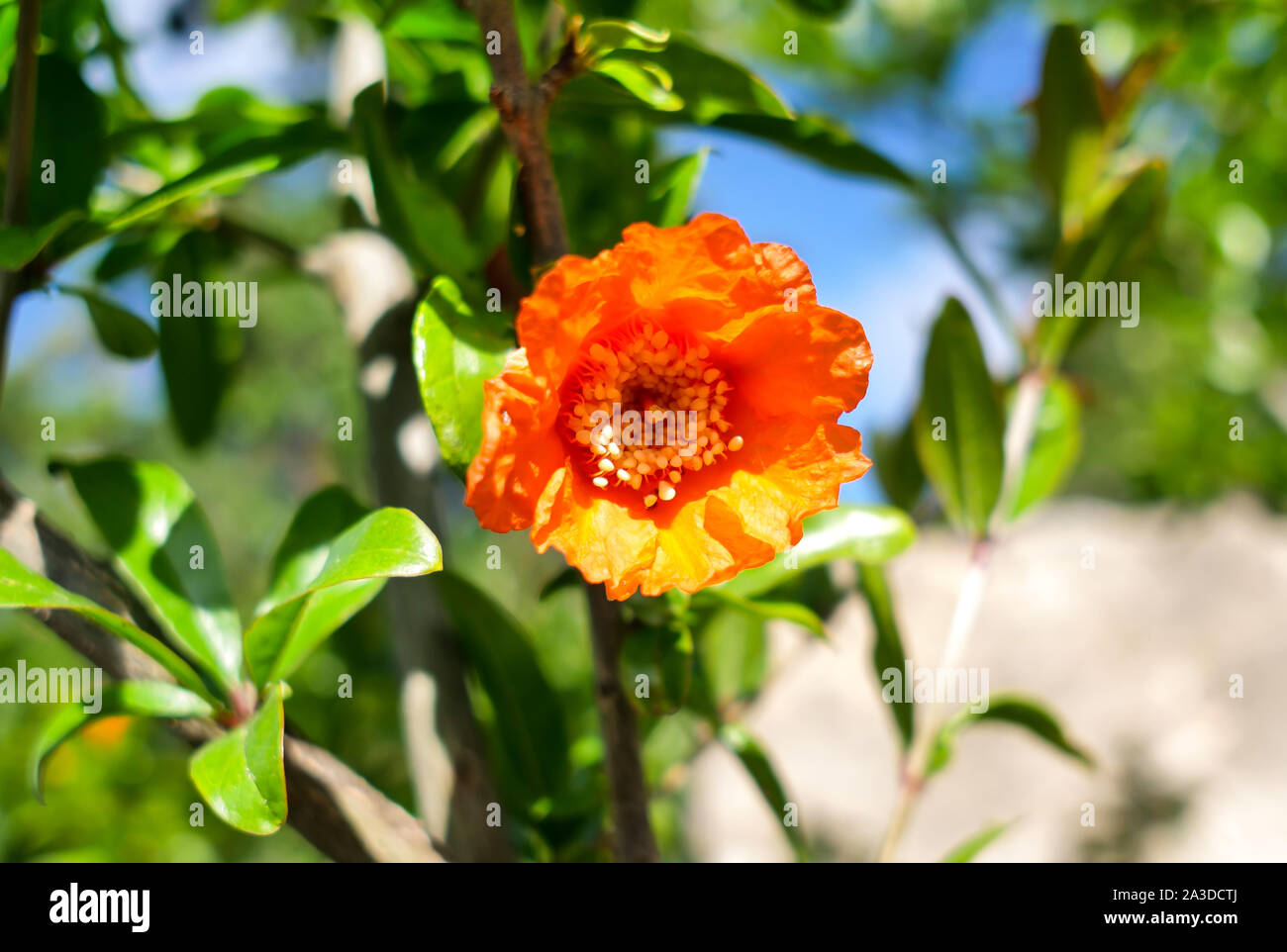 Bright blooming pomegranate flower, close-up Stock Photo