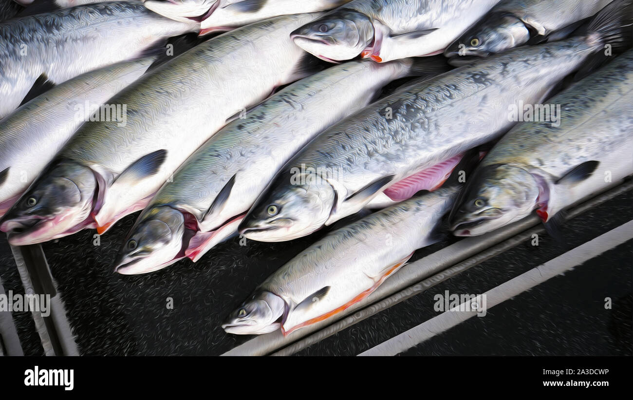 Salmon fishing, Talon Lodge & Spa, Sitka, Alaska, USA Stock Photo