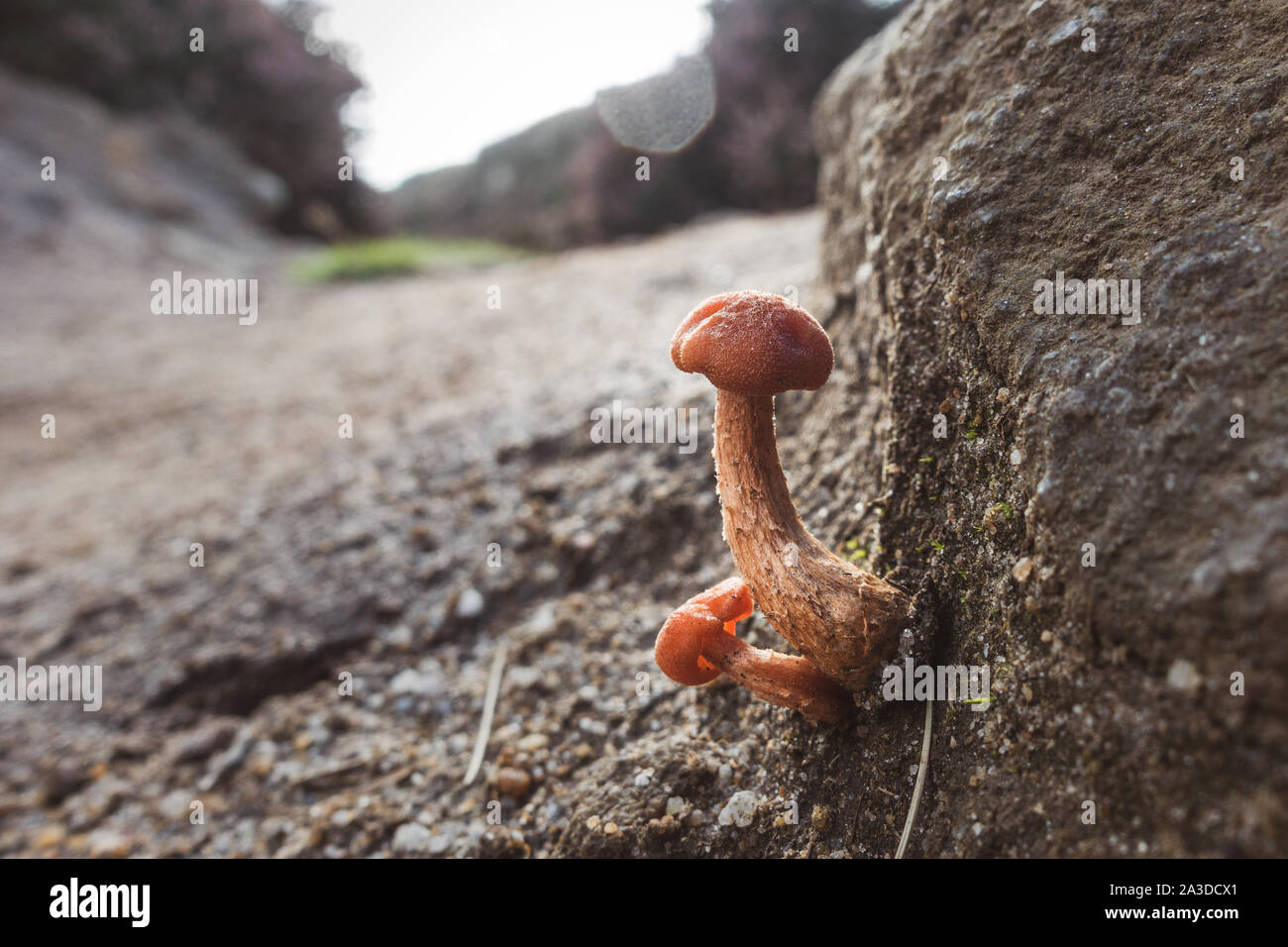 Funny shaped fungus (armillaria) with phallic innuendo Stock Photo