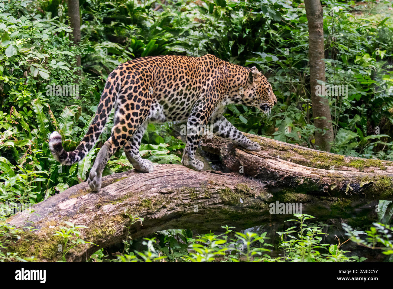 Javan leopard (Panthera pardus melas) walking over fallen tree trunk in