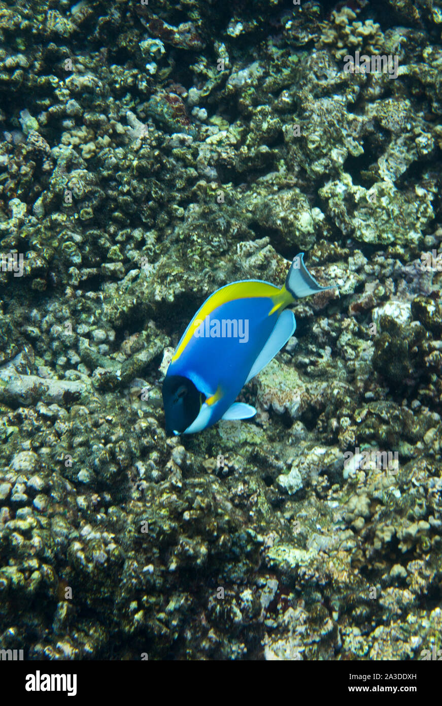 Blue Tang fish in the endangered reef of Seychelles Stock Photo - Alamy